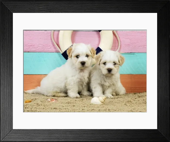 Framed Print : Dog. White teddy bear puppies at the beach Framed Print : Dog. White teddy bear puppies at the beach