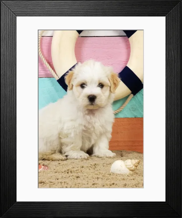 Framed Print : Dog. White teddy bear puppy at the beach Framed Print : Dog. White teddy bear puppy at the beach