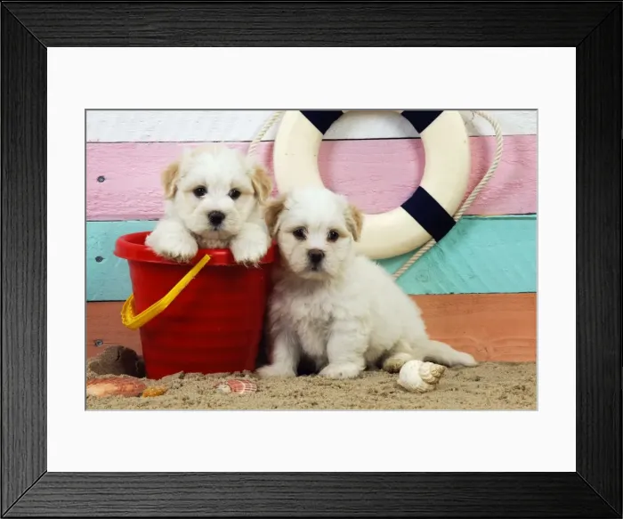 Framed Print : Dog. White teddy bear puppies at the beach in a bucket Framed Print : Dog. White teddy bear puppies at the beach in a bucket