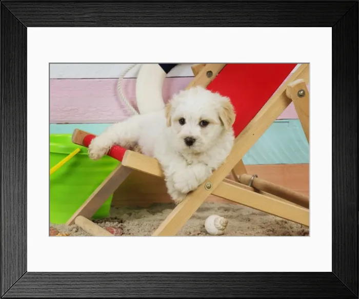 Framed Print : Dog. White teddy bear puppy at beach in a deck chair Framed Print : Dog. White teddy bear puppy at beach in a deck chair