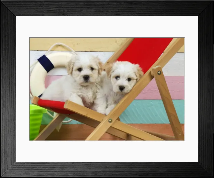 Framed Print : Dog. White teddy bear puppies at beach in a deck chair Framed Print : Dog. White teddy bear puppies at beach in a deck chair