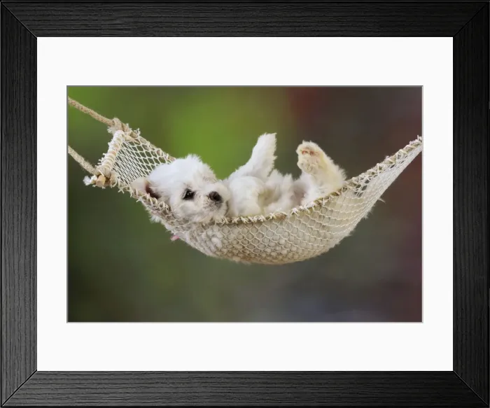 Framed Print : Dog. White teddy bear puppy in a hammock Framed Print : Dog. White teddy bear puppy in a hammock