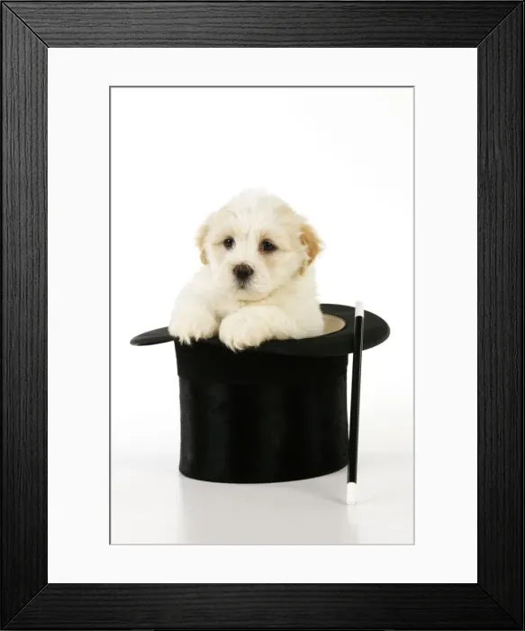 Framed Print : Dog. White teddy bear puppy sitting in a top hat with a magic wand Framed Print : Dog. White teddy bear puppy sitting in a top hat with a magic wand