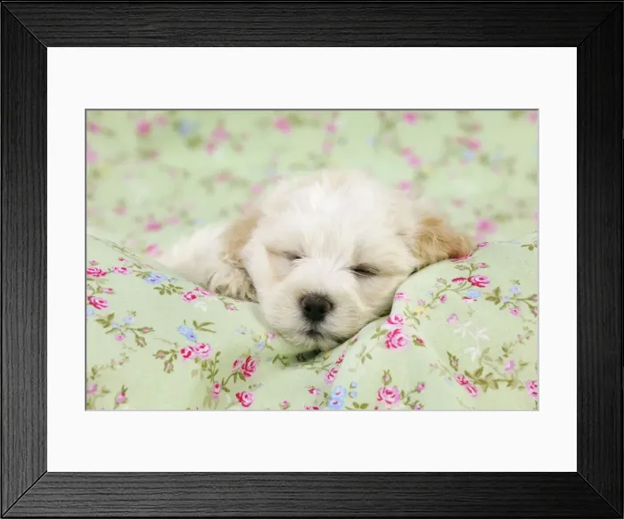 Framed Print : Dog. White teddy bear puppy sleeping Framed Print : Dog. White teddy bear puppy sleeping