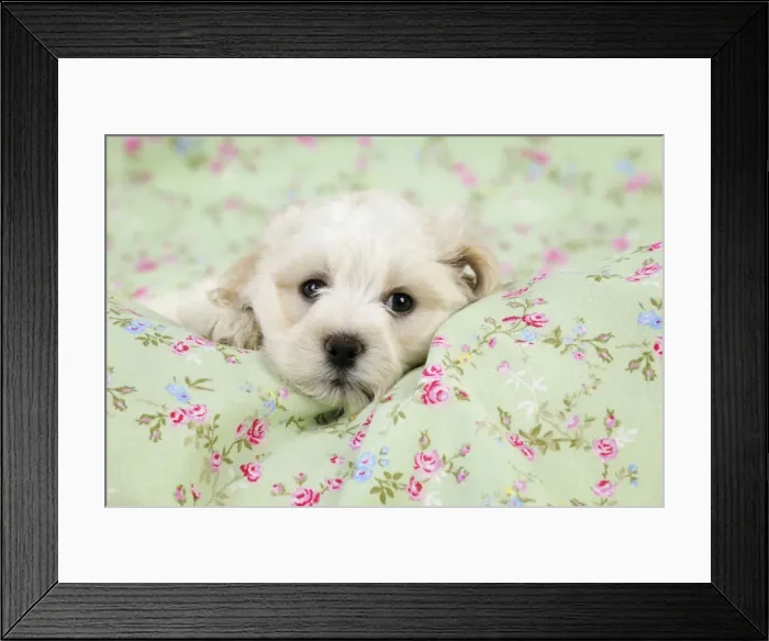 Framed Print : Dog. White teddy bear puppy