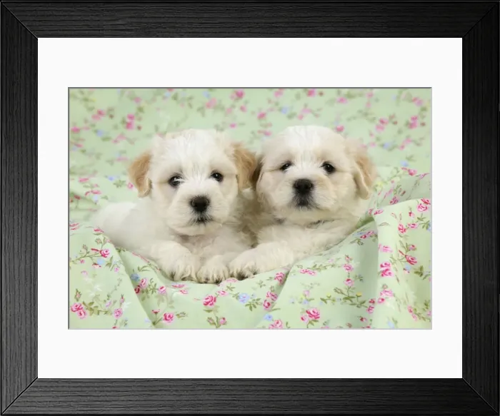 Framed Print : Dog. White teddy bear puppies Framed Print : Dog. White teddy bear puppies