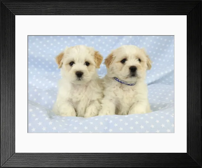 Framed Print : Dog. White teddy bear puppies Framed Print : Dog. White teddy bear puppies