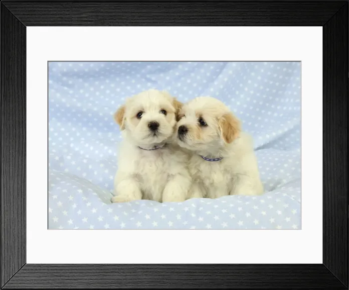 Framed Print : Dog. White teddy bear puppies Framed Print : Dog. White teddy bear puppies