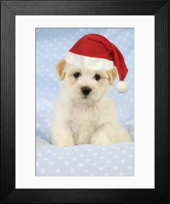 Framed Print : Dog. White teddy bear puppy Framed Print : Dog. White teddy bear puppy