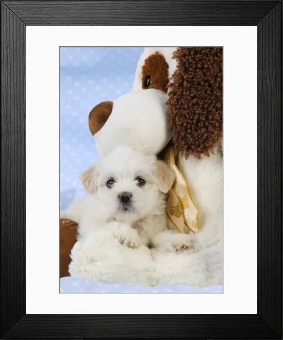 Framed Print : Dog. White teddy bear puppy with a teddy bear Framed Print : Dog. White teddy bear puppy with a teddy bear