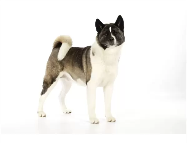 Dog. Akita Digital Manipulation: replaced left eye