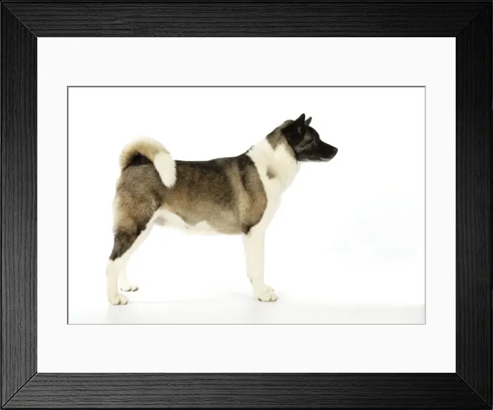 Framed Print : Dog. Akita