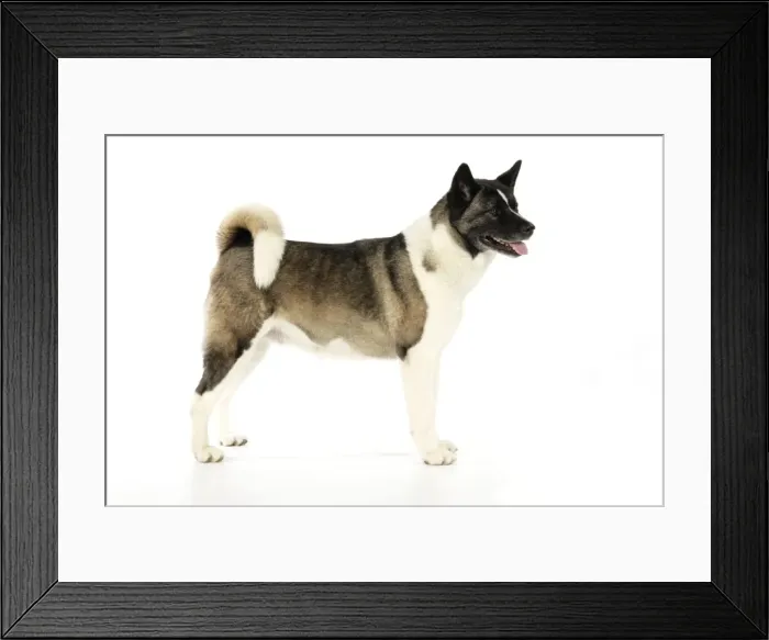 Framed Print : Dog. Akita Framed Print : Dog. Akita