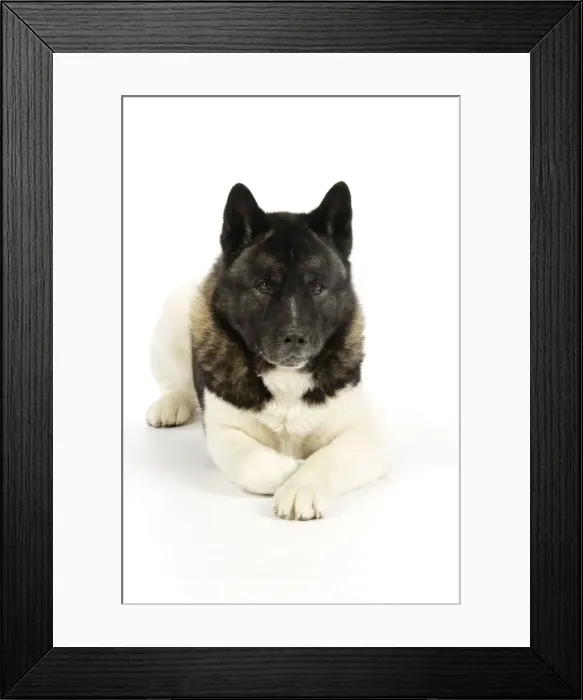 Framed Print : Dog. Akita Framed Print : Dog. Akita