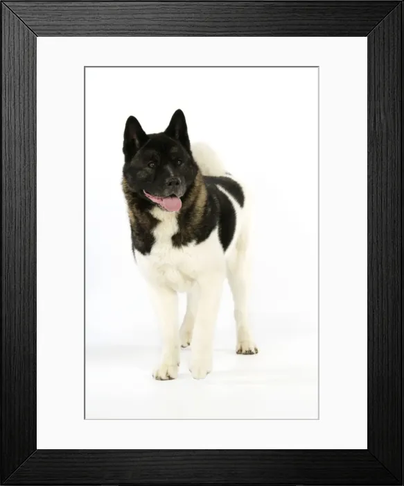 Framed Print : Dog. Akita Framed Print : Dog. Akita
