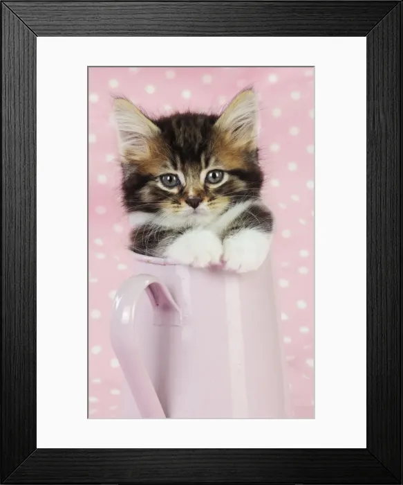 Framed Print : Cat. Kitten in pink jug Framed Print : Cat. Kitten in pink jug