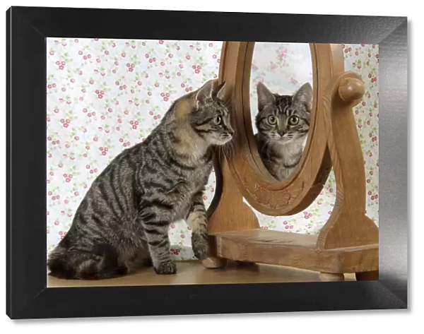 Cat - looking in a mirror
