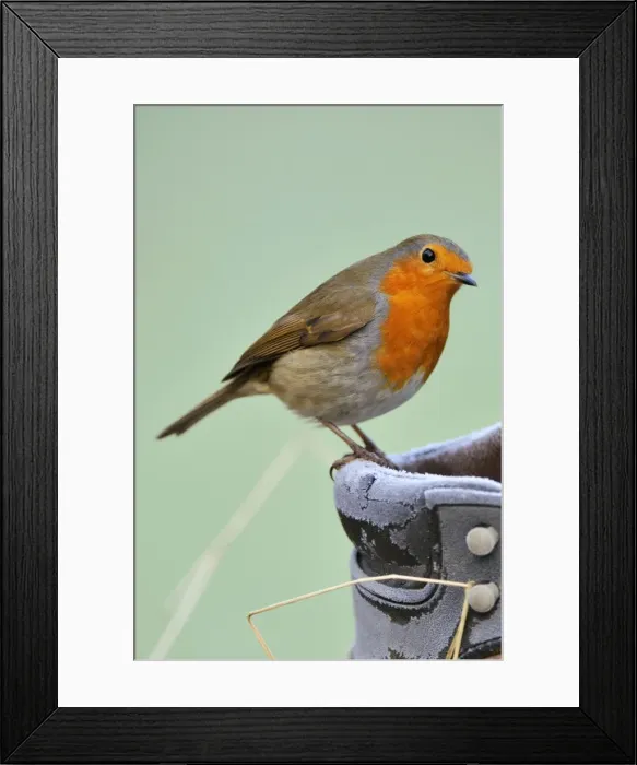 Framed Print : Robin on frosty boot Framed Print : Robin on frosty boot
