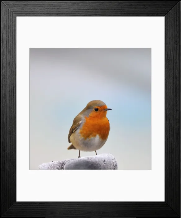 Framed Print : Robin - in frosty scene Framed Print : Robin - in frosty scene