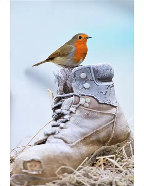 Bird. Robin on frosty boot