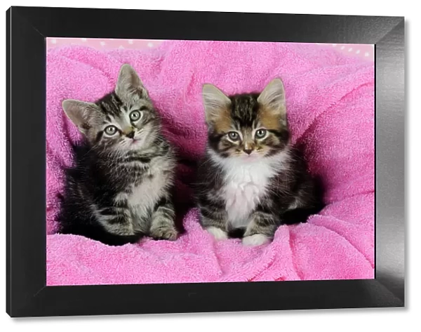 Cat. Kittens on pink towel