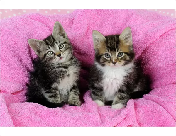 Cat. Kittens on pink towel
