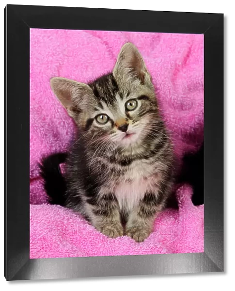 Cat. Kitten on pink towel