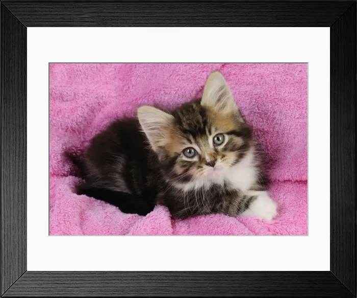 Framed Print : Cat - Kitten on pink towel Framed Print : Cat - Kitten on pink towel