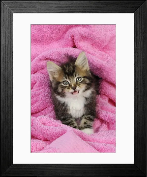 Framed Print : Cat. Kitten on pink towel Framed Print : Cat. Kitten on pink towel