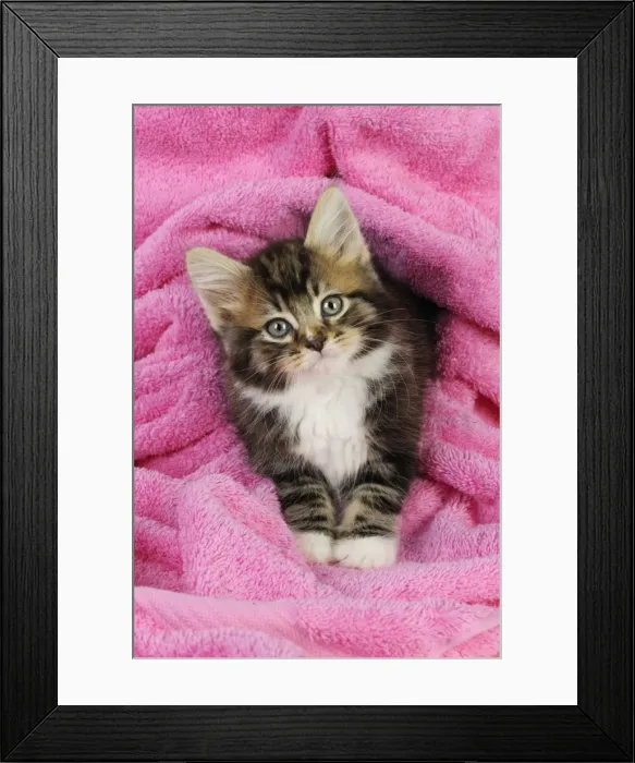 Framed Print : Cat. Kitten on pink towel Framed Print : Cat. Kitten on pink towel