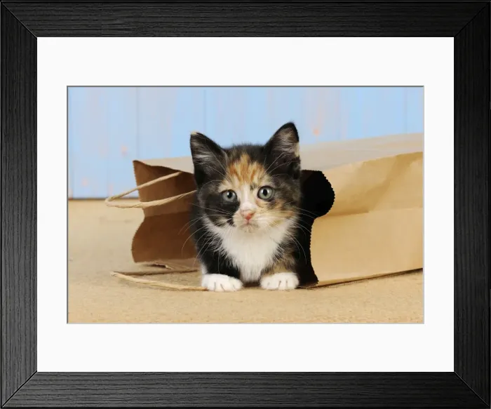 Framed Print : Cat - Kitten in paper bag Framed Print : Cat - Kitten in paper bag