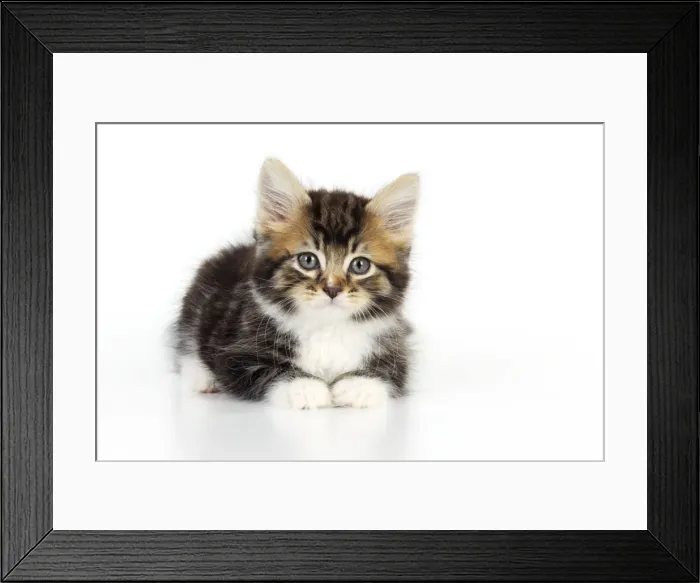 Framed Print : Cat - Kitten on white background Framed Print : Cat - Kitten on white background