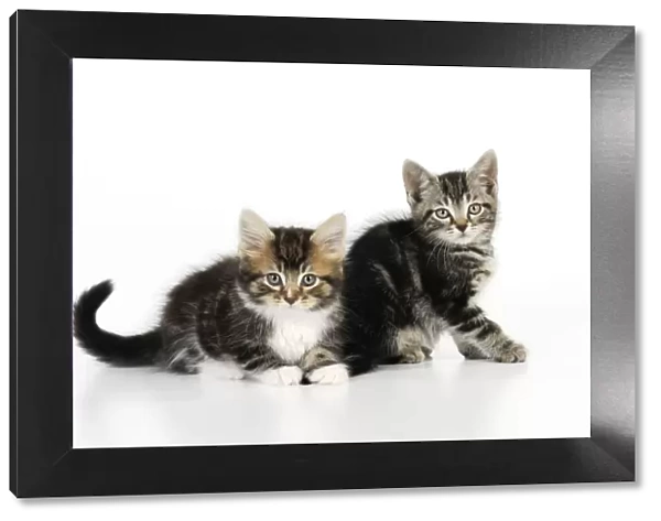 Cat - Kittens on white background