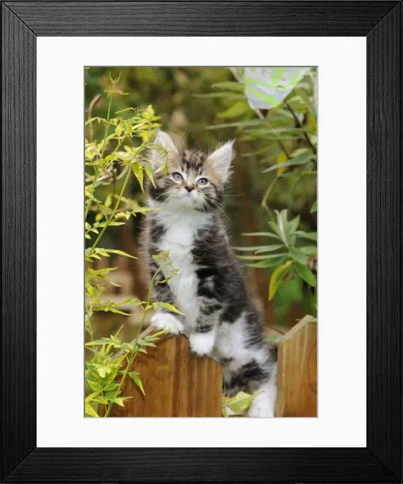 Framed Print : Cat - Kitten on wooden fence Framed Print : Cat - Kitten on wooden fence