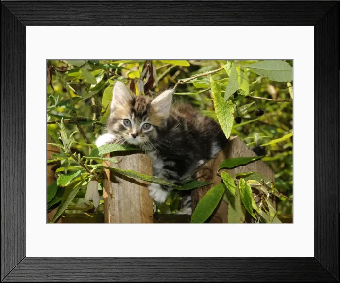 Framed Print : Cat - Kitten on wooden fence Framed Print : Cat - Kitten on wooden fence