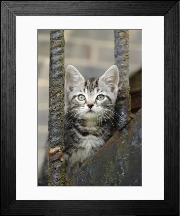 Framed Print : Cat - Kitten on metal stairs Framed Print : Cat - Kitten on metal stairs