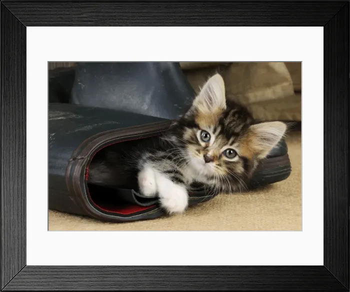 Framed Print : Cat - Kitten in boot Framed Print : Cat - Kitten in boot