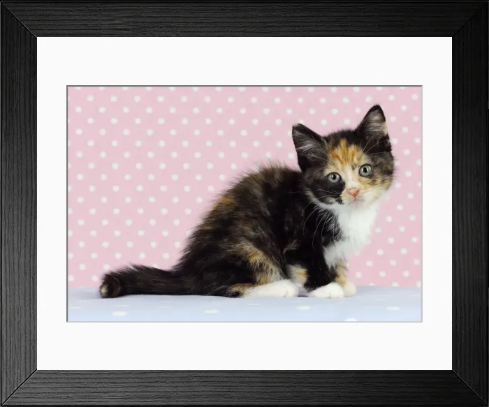 Framed Print : Cat - Kitten on pink background Framed Print : Cat - Kitten on pink background