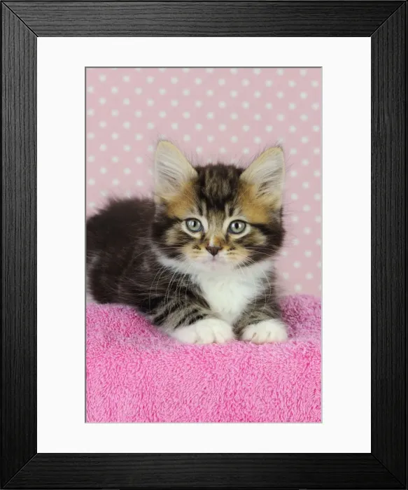 Framed Print : Cat - Kitten on pink towel Framed Print : Cat - Kitten on pink towel