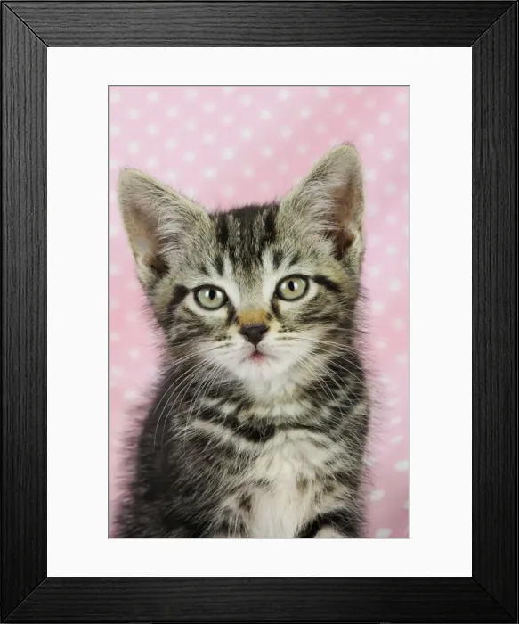 Framed Print : Cat - Kitten on pink background Framed Print : Cat - Kitten on pink background