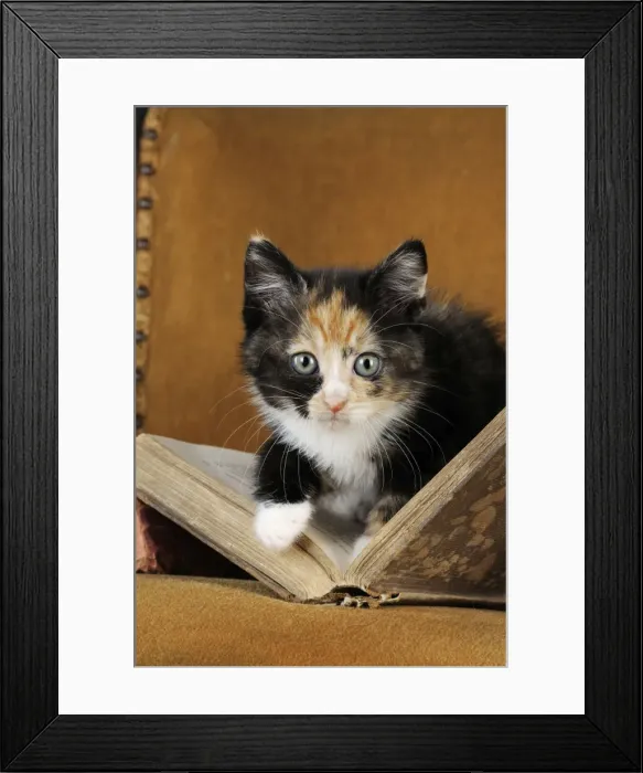 Framed Print : Cat - Kitten with old book Framed Print : Cat - Kitten with old book