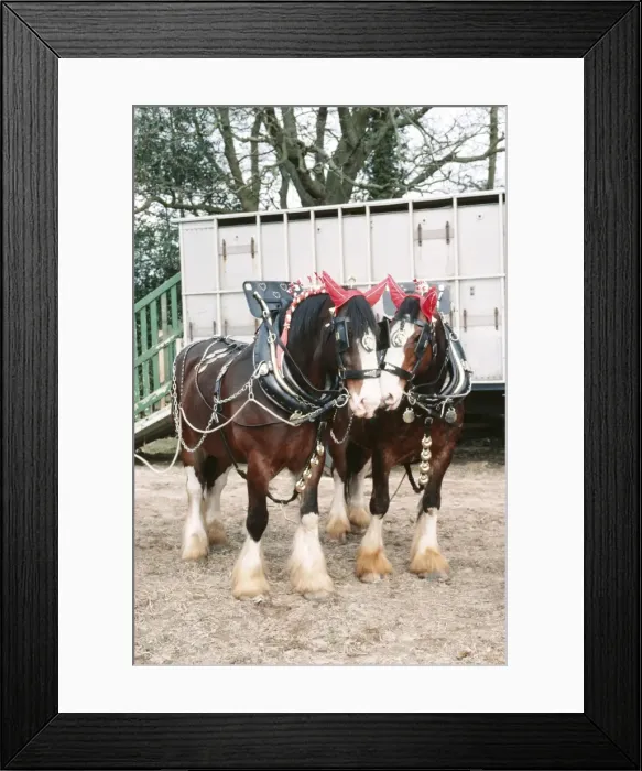 Framed Print : Shire Horses JD 2134 In front of trailer. © John Daniels / ARDEA LONDON Framed Print : Shire Horses JD 2134 In front of trailer. © John Daniels / ARDEA LONDON