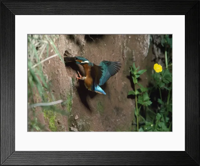 Framed Print : Kingfisher - carrying fish to nest hole Framed Print : Kingfisher - carrying fish to nest hole