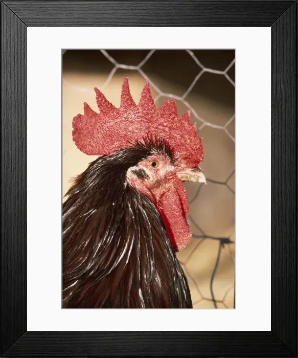 Framed Print : Chicken JD 2820 Speckled Sussex Fowl © John Daniels ARDEA LONDON Framed Print : Chicken JD 2820 Speckled Sussex Fowl © John Daniels ARDEA LONDON