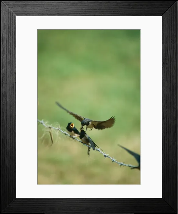 Framed Print : Swallow JD 2963 Feeding young Hirundo rustica © John Daniels / ARDEA LONDON Framed Print : Swallow JD 2963 Feeding young Hirundo rustica © John Daniels / ARDEA LONDON