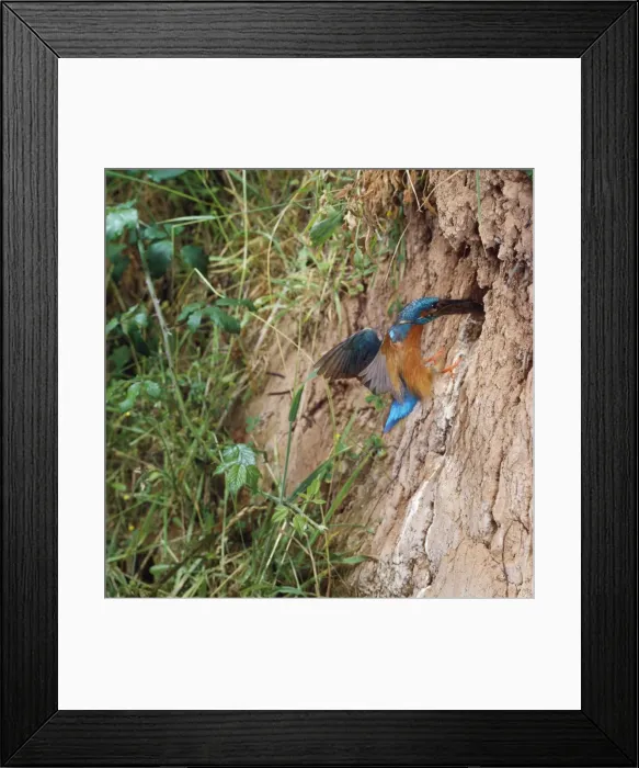 Framed Print : Kingfisher - carrying fish to nest hole Framed Print : Kingfisher - carrying fish to nest hole