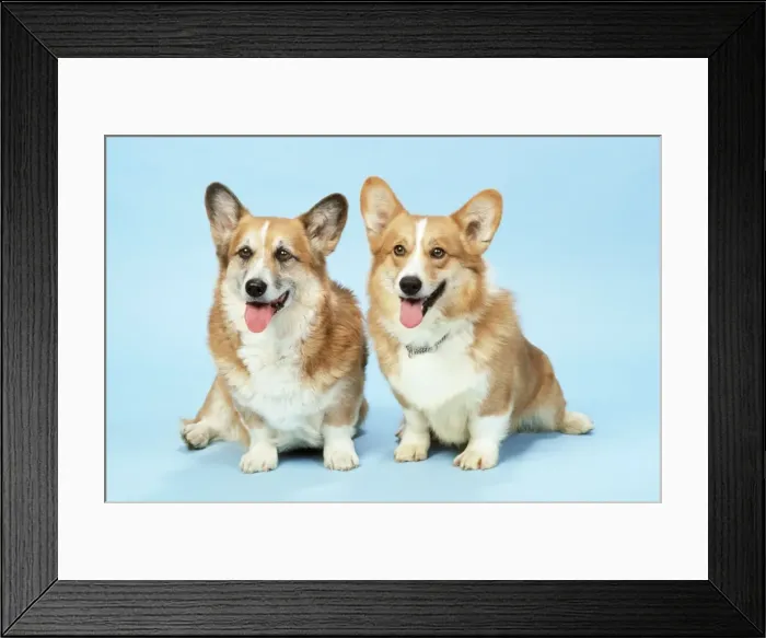 Framed Print : Welsh Corgi Dog - (Pembroke) Framed Print : Welsh Corgi Dog - (Pembroke)