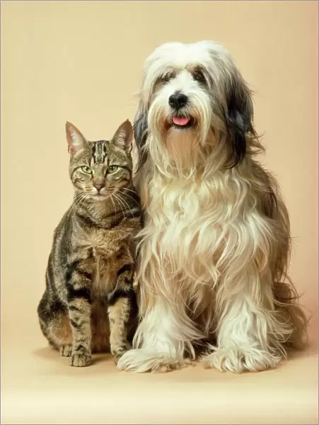 Tibetan Terrier Dog & Tabby Cat