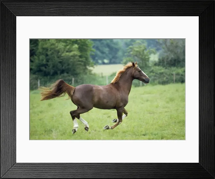 Framed Print : Thoroughbred Cross Arab Horse Framed Print : Thoroughbred Cross Arab Horse
