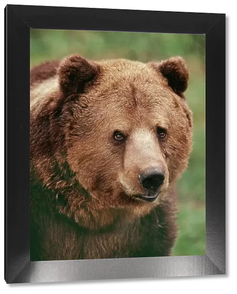 Brown Bear JD 4200 Ursus arctos © John Daniels  /  ARDEA LONDON